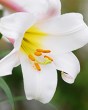 Lilium Regale4